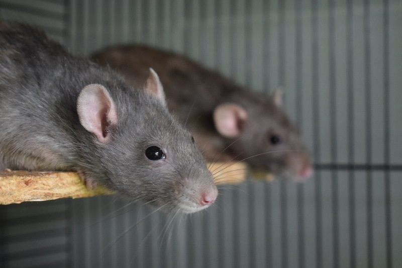 Schronisko we Wrocławiu