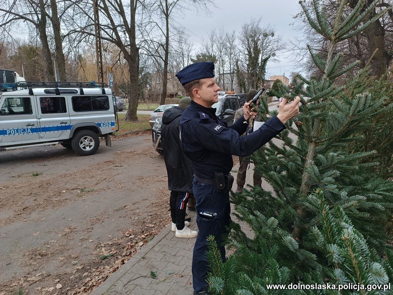 Policyjny nalot na stoiska z choinkami