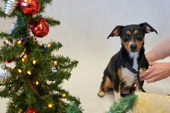 Najsmutniejsze psy we Wrocławiu. Spędzą święta w schronisku. A chwilę temu miały ciepły dom