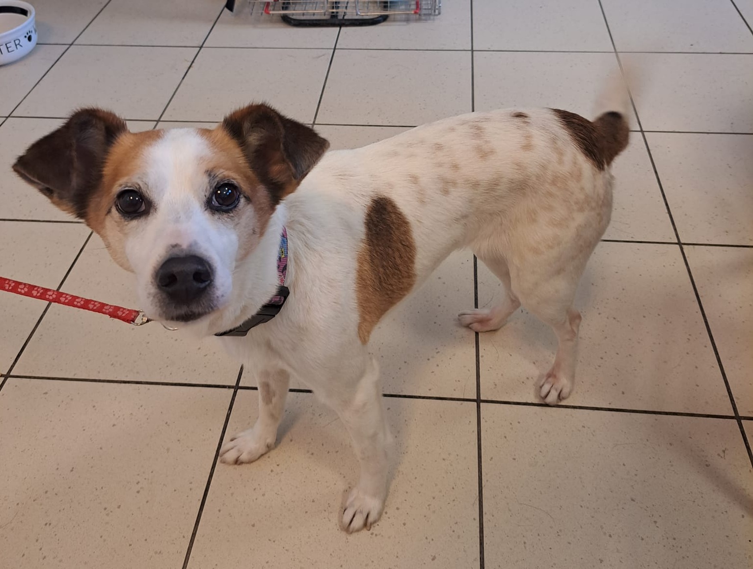 Adoptowana Zosia po jednym dniu wróciła do schroniska, bo... pchała się na łóżko