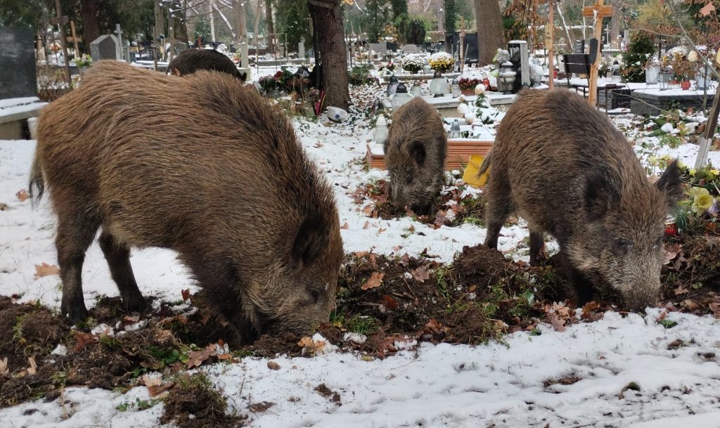 Dziki na największym wrocławskim cmentarzu. Musieli zamknąć bramy