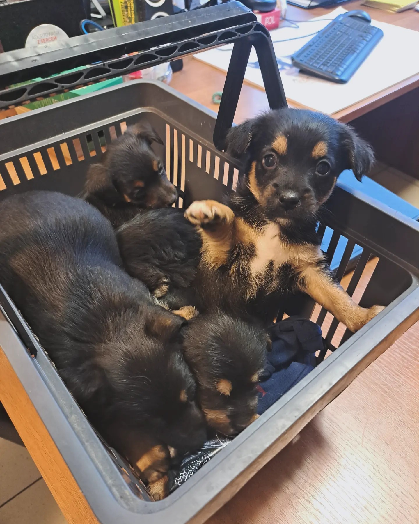 Wrocław: Koszyk pełen szczeniaków w schronisku. Czekają na nowy dom