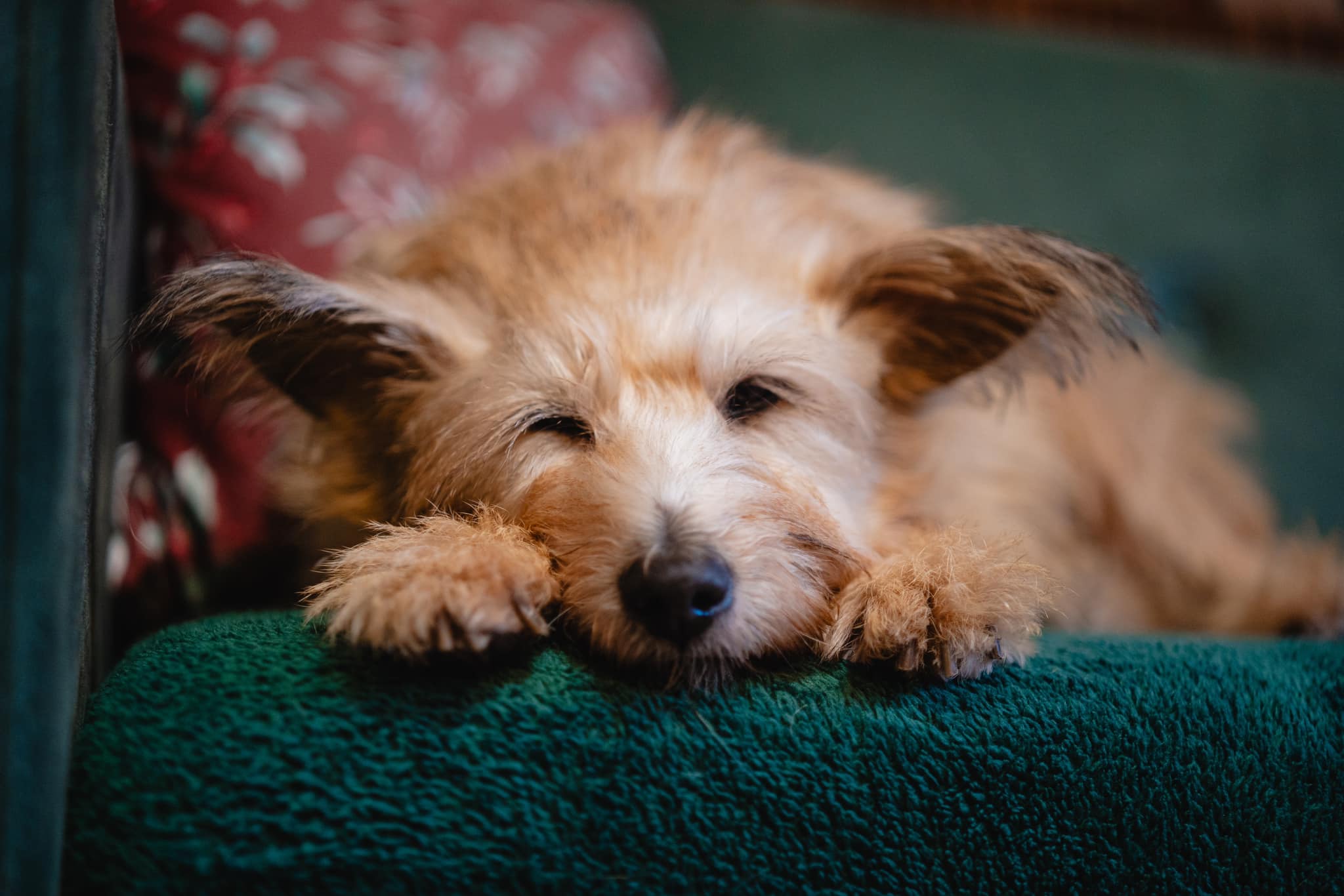 Ludzie porzucili go pod Wrocławiem. Od roku szuka nowego domu. "Straciliśmy nadzieję"