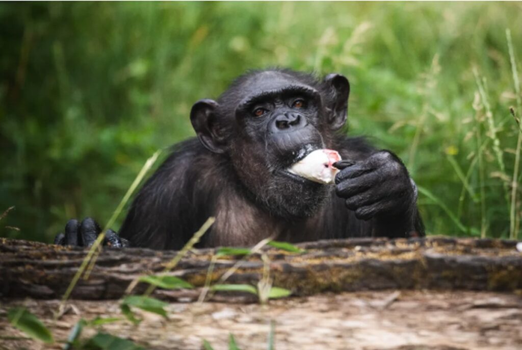 Kizi z wrocławskiego zoo nie żyje / fot. ZOO Wrocław