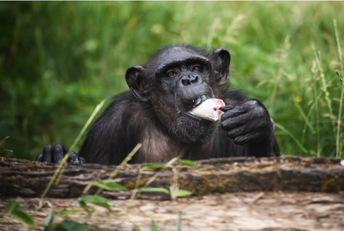 Nie żyje Kizi - uroczy szympans z wrocławskiego zoo
