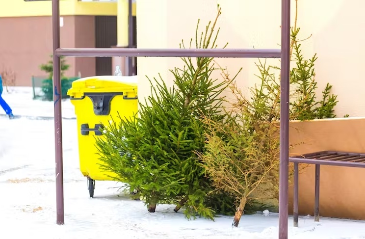 Wrocław: Co zrobić z choinką? Jak ją i gdzie legalnie wyrzucić?