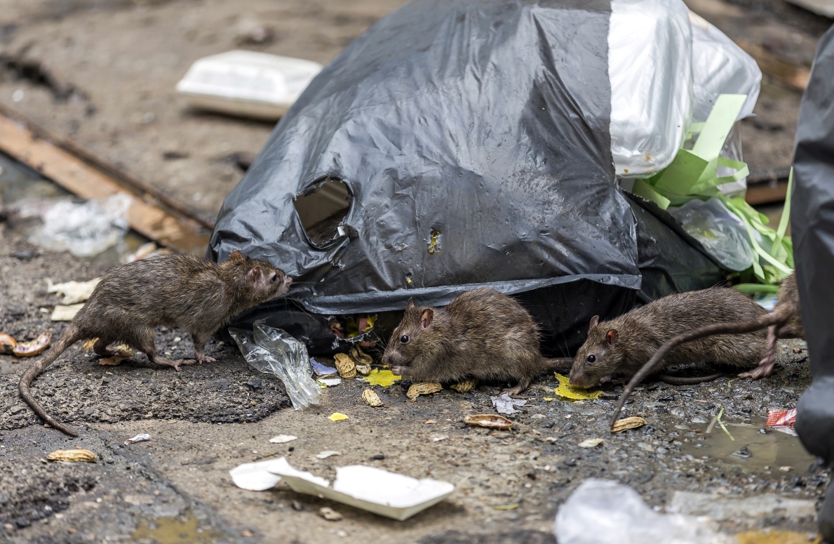 Stolica szczurów - we Wrocławiu jest ich kilka razy więcej niż ludzi