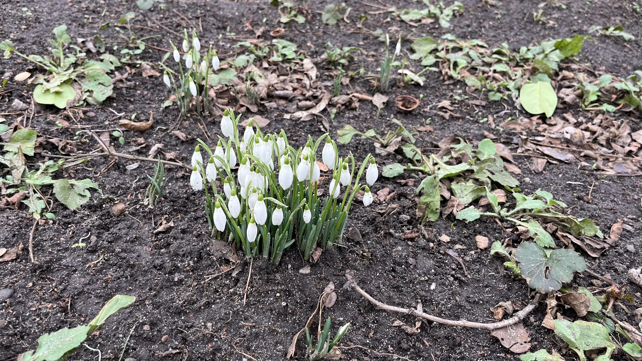 Pierwsze oznaki wiosny we Wrocławiu