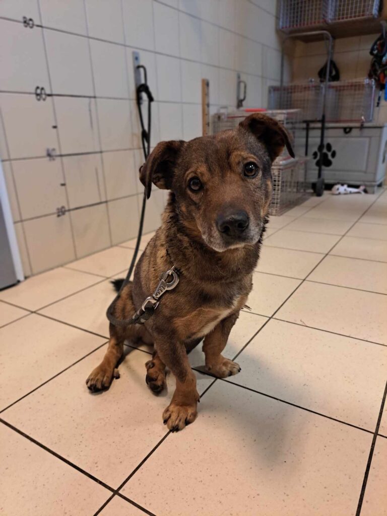 Schronisko we Wrocławiu