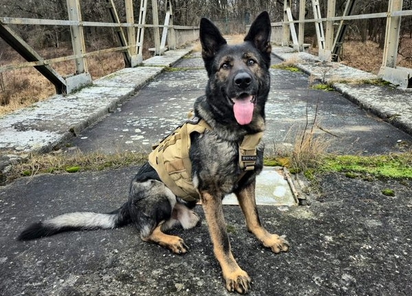 Wrocław: Policyjny pies tylko powąchał dywanik i zaprowadził patrol do domu złodzieja aut