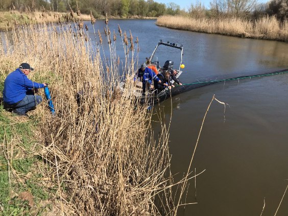 Złote algi znów pod Wrocławiem. "Wysokie ryzyko niebezpieczeństwa śnięcia ryb"