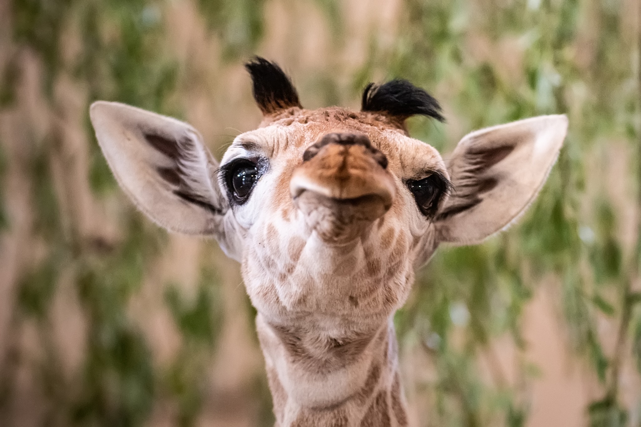 Ale słodziak! We wrocławskim zoo przyszła na świat maleńka żyrafa!